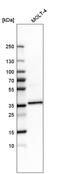 Serine/arginine-rich splicing factor 6 antibody, HPA029005, Atlas Antibodies, Western Blot image 
