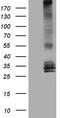 Aquaporin-8 antibody, TA810776S, Origene, Western Blot image 