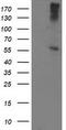 VATB1 antibody, TA502519, Origene, Western Blot image 