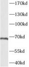 AT-Hook Transcription Factor antibody, FNab00259, FineTest, Western Blot image 