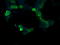 RasGAP antibody, LS-C174569, Lifespan Biosciences, Immunofluorescence image 