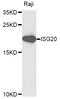 Interferon Stimulated Exonuclease Gene 20 antibody, STJ111724, St John