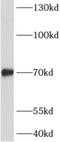 ADAMTS-like protein 4 antibody, FNab00147, FineTest, Western Blot image 