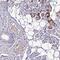 Chromosome 11 Open Reading Frame 91 antibody, PA5-62196, Invitrogen Antibodies, Immunohistochemistry frozen image 