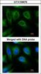 E3 ubiquitin-protein ligase CHIP antibody, GTX109676, GeneTex, Immunocytochemistry image 