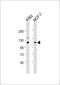 Eukaryotic translation initiation factor 3 subunit C antibody, 56-535, ProSci, Western Blot image 