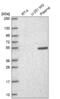 Rap guanine nucleotide exchange factor 5 antibody, NBP2-57362, Novus Biologicals, Western Blot image 