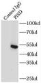 Phosphatidylserine Decarboxylase antibody, FNab06469, FineTest, Immunoprecipitation image 