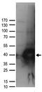 UNG1 antibody, TA890059S, Origene, Western Blot image 