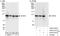 P113 antibody, A303-512A, Bethyl Labs, Immunoprecipitation image 