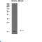 Fatty Acid Binding Protein 7 antibody, LS-C813776, Lifespan Biosciences, Western Blot image 