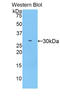14-3-3 protein zeta/delta antibody, LS-C296898, Lifespan Biosciences, Western Blot image 