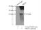 Ng antibody, 10440-1-AP, Proteintech Group, Immunoprecipitation image 