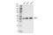 Branched Chain Amino Acid Transaminase 1 antibody, 88785S, Cell Signaling Technology, Western Blot image 