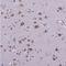 Cancer Susceptibility 4 antibody, NBP2-30492, Novus Biologicals, Immunohistochemistry frozen image 