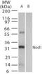 Nucleotide Binding Oligomerization Domain Containing 1 antibody, PA1-41036, Invitrogen Antibodies, Western Blot image 