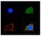 Solute Carrier Family 2 Member 5 antibody, 29-696, ProSci, Immunofluorescence image 