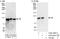 Nuclear Receptor Subfamily 3 Group C Member 1 antibody, A303-490A, Bethyl Labs, Western Blot image 