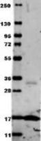 TNF-a antibody, TA319289, Origene, Western Blot image 
