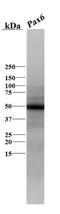 Paired Box 6 antibody, NB300-750, Novus Biologicals, Western Blot image 