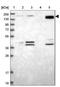 BPI Fold Containing Family C antibody, NBP2-38507, Novus Biologicals, Western Blot image 