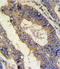 EREG antibody, LS-C167801, Lifespan Biosciences, Immunohistochemistry paraffin image 