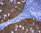 POU domain class 2-associating factor 1 antibody, LS-C796989, Lifespan Biosciences, Immunohistochemistry paraffin image 
