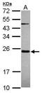 Mitochondrial Ribosomal Protein S23 antibody, GTX119012, GeneTex, Western Blot image 