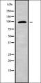 NADH dehydrogenase [ubiquinone] iron-sulfur protein 4, mitochondrial antibody, orb338466, Biorbyt, Western Blot image 