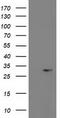 Phosphoglycerate Mutase 2 antibody, TA503401, Origene, Western Blot image 
