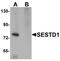 SEC14 And Spectrin Domain Containing 1 antibody, orb94725, Biorbyt, Western Blot image 