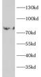 Pantetheinase antibody, FNab10347, FineTest, Western Blot image 