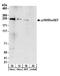 Rho-guanine nucleotide exchange factor antibody, A303-930A, Bethyl Labs, Western Blot image 
