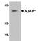 Adherens Junctions Associated Protein 1 antibody, TA349167, Origene, Western Blot image 