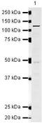 Cell Division Cycle Associated 2 antibody, PA5-19733, Invitrogen Antibodies, Western Blot image 