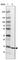 Ribosomal Protein S26 antibody, HPA043961, Atlas Antibodies, Western Blot image 