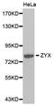 Zyxin antibody, MBS127996, MyBioSource, Western Blot image 
