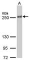 Nuclear Mitotic Apparatus Protein 1 antibody, GTX629072, GeneTex, Western Blot image 