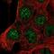 Progestagen Associated Endometrial Protein antibody, NBP1-89782, Novus Biologicals, Immunocytochemistry image 