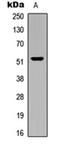 Sedoheptulokinase antibody, orb304585, Biorbyt, Western Blot image 