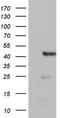 MF1 antibody, TA802774BM, Origene, Western Blot image 