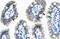 Annexin A4 antibody, ARP36686_T100, Aviva Systems Biology, Immunohistochemistry frozen image 
