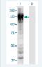 MYO1C antibody, H00004643-M02-100ug, Novus Biologicals, Western Blot image 