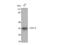 E2F Transcription Factor 6 antibody, STJ92811, St John