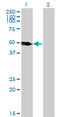 Lymphocyte Specific Protein 1 antibody, LS-C197627, Lifespan Biosciences, Western Blot image 