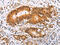 SRC-1 antibody, CSB-PA080378, Cusabio, Immunohistochemistry paraffin image 