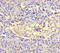 Amelotin antibody, A62078-100, Epigentek, Immunohistochemistry paraffin image 