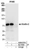 Fermitin Family Member 2 antibody, A304-577A, Bethyl Labs, Immunoprecipitation image 