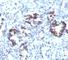 Transgelin antibody, V2878SAF-100UG, NSJ Bioreagents, Flow Cytometry image 