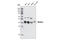 Wnt Family Member 5A antibody, 2530T, Cell Signaling Technology, Western Blot image 